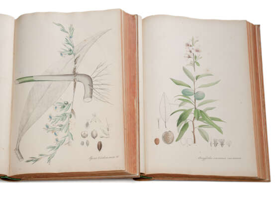Weyhe, Wolter, Funke, Nees von Esenbeck, Plantae Medicinales und Plantae Officinales - Foto 3