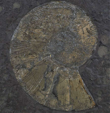 Konvolut Steinplatten mit Fossilien (Ammoniten), 3 Stück - photo 4