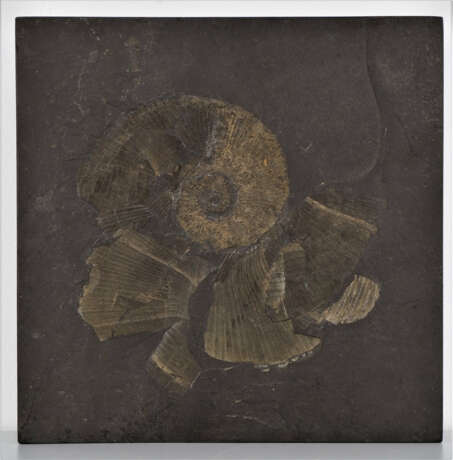 Konvolut Steinplatten mit Fossilien (Ammoniten), 3 Stück - photo 5