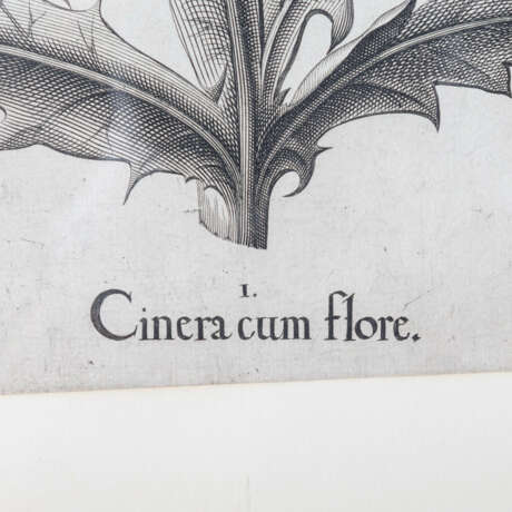 BESLER, BASILIUS, attr./nach (1561-1629), "Cinera cum flore" aus "Hortus Eystettensis - Garten von Eichstätt", - фото 3