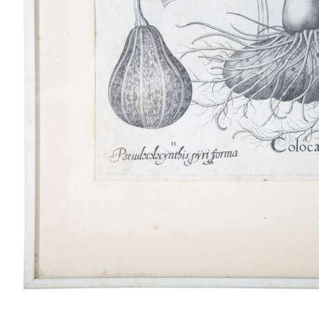 BESLER, BASILIUS, attr./nach (1561-1629), "Colocasia" aus "Hortus Eystettensis - Garten von Eichstätt", - Foto 3