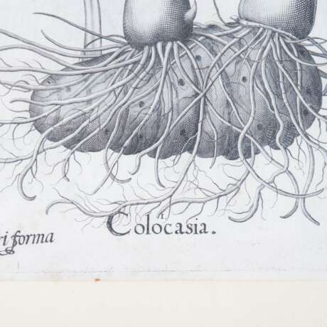 BESLER, BASILIUS, attr./nach (1561-1629), "Colocasia" aus "Hortus Eystettensis - Garten von Eichstätt", - Foto 4