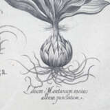 BESLER, BASILIUS, attr./nach (1561-1629), "Circea" aus "Hortus Eystettensis - Garten von Eichstätt", - Foto 4