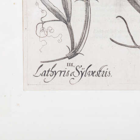 BESLER, BASILIUS, attr./nach (1561-1629), "Lachryma Iobi" aus "Hortus Eystettensis - Garten von Eichstätt", - photo 3