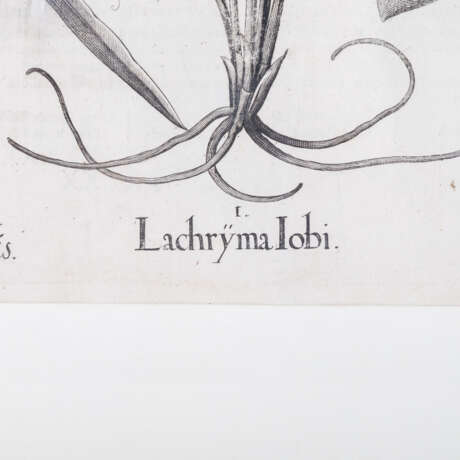 BESLER, BASILIUS, attr./nach (1561-1629), "Lachryma Iobi" aus "Hortus Eystettensis - Garten von Eichstätt", - photo 4