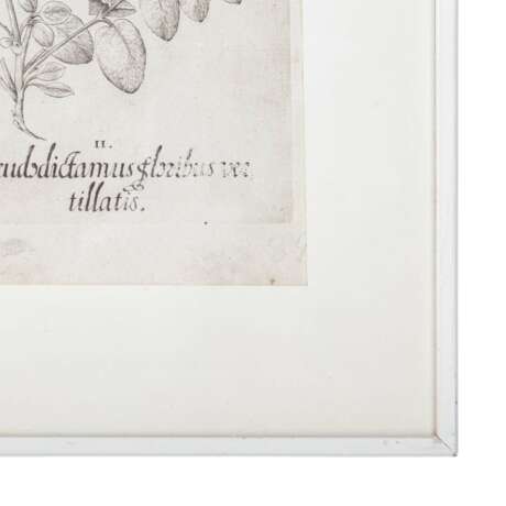 BESLER, BASILIUS, attr./nach (1561-1629), "Malua crispa" aus "Hortus Eystettensis - Garten von Eichstätt", - Foto 3