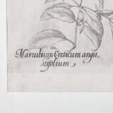 BESLER, BASILIUS, attr./nach (1561-1629), "Malua crispa" aus "Hortus Eystettensis - Garten von Eichstätt", - Foto 4