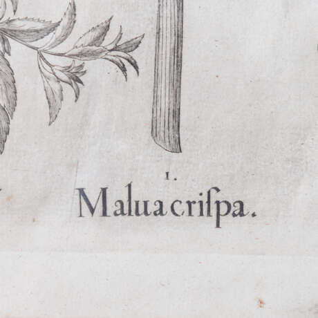 BESLER, BASILIUS, attr./nach (1561-1629), "Malua crispa" aus "Hortus Eystettensis - Garten von Eichstätt", - фото 5
