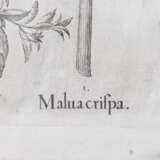 BESLER, BASILIUS, attr./nach (1561-1629), "Malua crispa" aus "Hortus Eystettensis - Garten von Eichstätt", - Foto 5