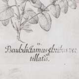 BESLER, BASILIUS, attr./nach (1561-1629), "Malua crispa" aus "Hortus Eystettensis - Garten von Eichstätt", - Foto 6