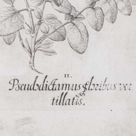 BESLER, BASILIUS, attr./nach (1561-1629), "Malua crispa" aus "Hortus Eystettensis - Garten von Eichstätt", - photo 6