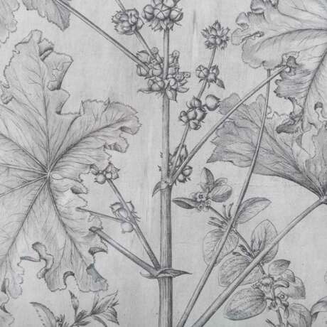 BESLER, BASILIUS, attr./nach (1561-1629), "Malua crispa" aus "Hortus Eystettensis - Garten von Eichstätt", - фото 7