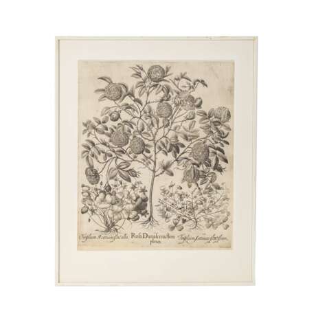 BESLER, BASILIUS, attr./nach (1561-1629), "Rosa Damascena flore pleno " aus "Hortus Eystettensis - Garten von Eichstätt", - фото 1