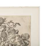 BESLER, BASILIUS, attr./nach (1561-1629), "Rosa Damascena flore pleno " aus "Hortus Eystettensis - Garten von Eichstätt", - photo 2