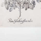 BESLER, BASILIUS, attr./nach (1561-1629), "Rosa sylvestrisodorata ..." aus "Hortus Eystettensis - Garten von Eichstätt", - фото 2