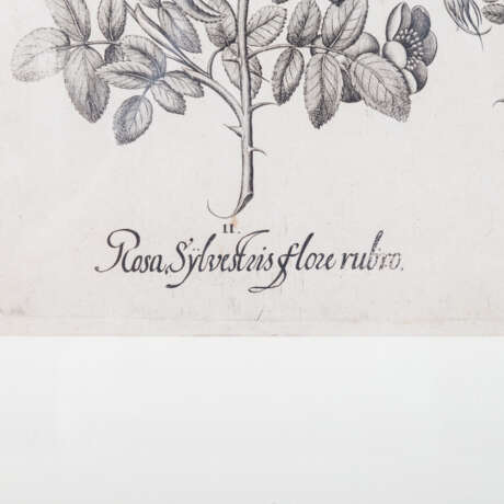 BESLER, BASILIUS, attr./nach (1561-1629), "Rosa sylvestrisodorata ..." aus "Hortus Eystettensis - Garten von Eichstätt", - Foto 2