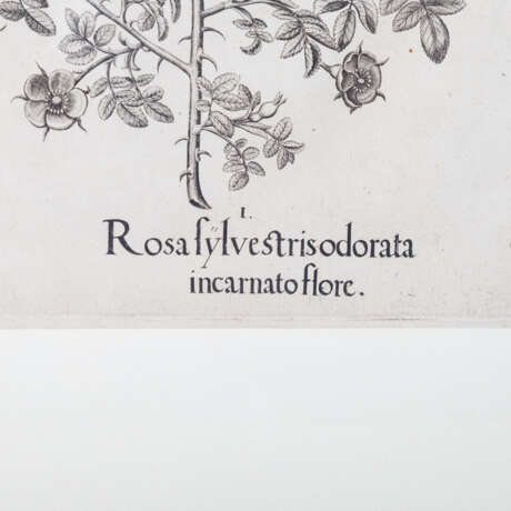 BESLER, BASILIUS, attr./nach (1561-1629), "Rosa sylvestrisodorata ..." aus "Hortus Eystettensis - Garten von Eichstätt", - Foto 3