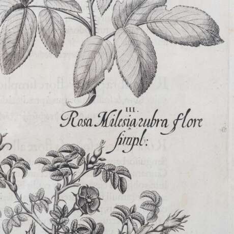BESLER, BASILIUS, attr./nach (1561-1629), "Rosa sylvestrisodorata ..." aus "Hortus Eystettensis - Garten von Eichstätt", - photo 4