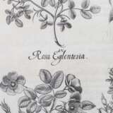 BESLER, BASILIUS, attr./nach (1561-1629), "Rosa sylvestrisodorata ..." aus "Hortus Eystettensis - Garten von Eichstätt", - фото 5