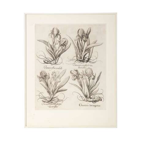 BESLER, BASILIUS, attr./nach (1561-1629), "Chamaeiris flore argenteo" aus "Hortus Eystettensis - Garten von Eichstätt", - Foto 1