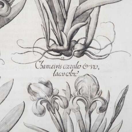 BESLER, BASILIUS, attr./nach (1561-1629), "Chamaeiris flore argenteo" aus "Hortus Eystettensis - Garten von Eichstätt", - Foto 3