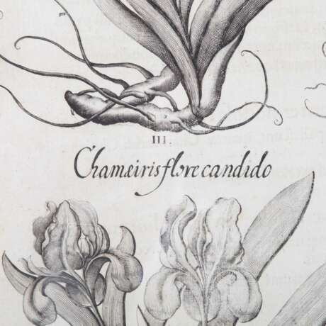 BESLER, BASILIUS, attr./nach (1561-1629), "Chamaeiris flore argenteo" aus "Hortus Eystettensis - Garten von Eichstätt", - фото 4