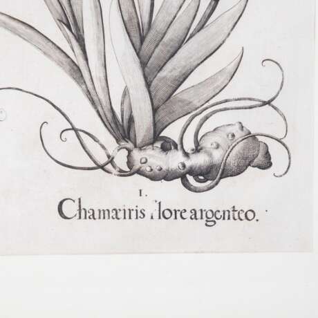 BESLER, BASILIUS, attr./nach (1561-1629), "Chamaeiris flore argenteo" aus "Hortus Eystettensis - Garten von Eichstätt", - Foto 6