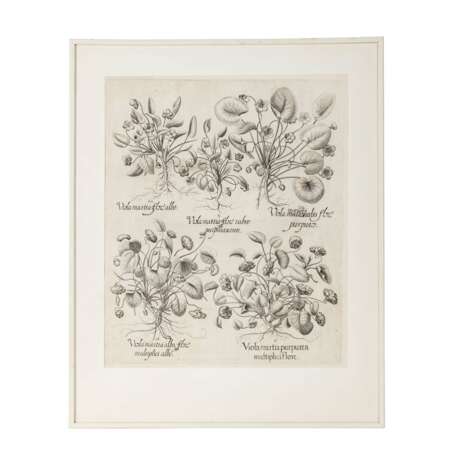 BESLER, BASILIUS, attr./nach (1561-1629), "Viola martia..." aus "Hortus Eystettensis - Garten von Eichstätt", - Foto 1