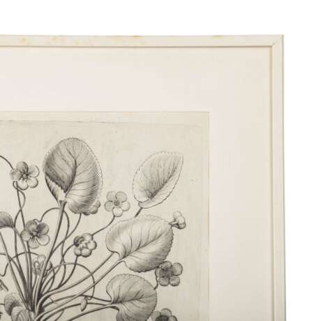 BESLER, BASILIUS, attr./nach (1561-1629), "Viola martia..." aus "Hortus Eystettensis - Garten von Eichstätt", - photo 2