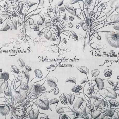 BESLER, BASILIUS, attr./nach (1561-1629), "Viola martia..." aus "Hortus Eystettensis - Garten von Eichstätt", - photo 3