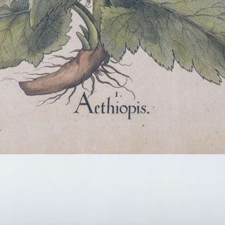 BESLER, BASILIUS, attr./nach (1561-1629), "Aethiopis" aus "Hortus Eystettensis - Garten von Eichstätt", - фото 3