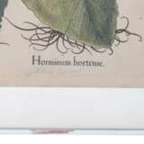 BESLER, BASILIUS, attr./nach (1561-1629), "Horminum hortense" aus "Hortus Eystettensis - Garten von Eichstätt", - Foto 5