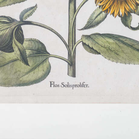 BESLER, BASILIUS, nach (1561-1629), "Flos Solisprolifer" aus "Hortus Eystettensis - Garten von Eichstätt", - фото 3