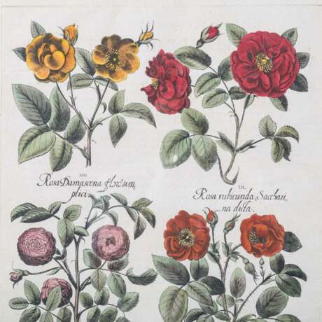 BESLER, BASILIUS, nach (1561-1629), "Rosa..." aus "Hortus Eystettensis - Garten von Eichstätt", - Foto 3