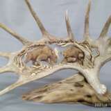 Схватка Moose horn Bone carving Realism животные в природе Russia 2020 - photo 1