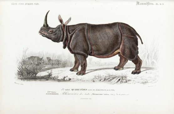 DE ORBIGNY, Charles (1802-1857) - Dictionnaire universel d'histoire naturelle. Paris: Au Bureau Principal de l' éditeur, 1841.  - фото 4