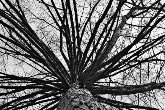 Руки Дерева фото Digitale Fotografie Schwarz-Weiß-Foto Landschaftsmalerei Russland 2016 - Foto 1