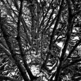 Дерево изнутри цифровое фото Черно-белое фото Россия 2016 г. - фото 1