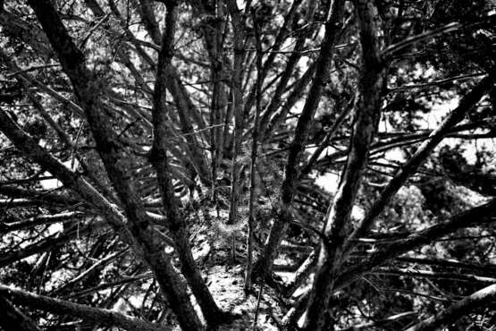 Дерево изнутри цифровое фото Черно-белое фото Россия 2016 г. - фото 1