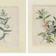Zwei Aquarelle mit Blauer Gauklerblume und Impatiens Balsamina - Архив аукционов