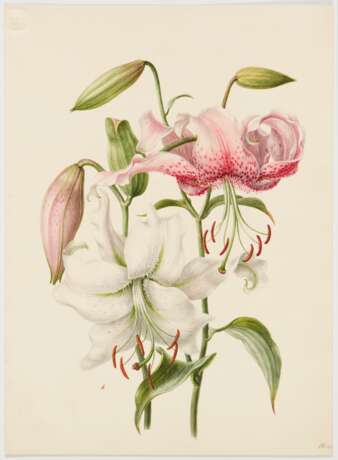 Fünf Aquarelle: Blumenstudien mit Rosen, Lilien und Trompetenzungen - Foto 4