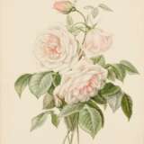 Fünf Aquarelle: Blumenstudien mit Rosen, Lilien und Trompetenzungen - Foto 18