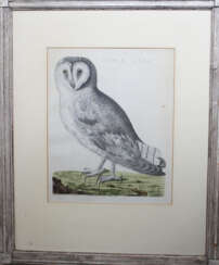 Ornithological Copper Print