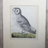 Ornithological Copper Print - photo 1