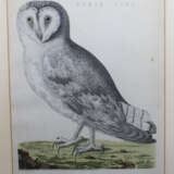 Ornithological Copper Print - фото 2
