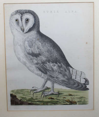 Ornithological Copper Print - photo 2