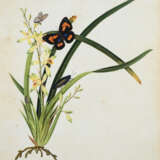 Sieben Schmetterlingsdarstellungen auf Futterpflanzen - Foto 2