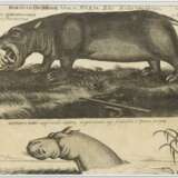 AUBRY, Johann Philipp (*ca. 1660). "Der Behemoth - Hippopotamus". - photo 1