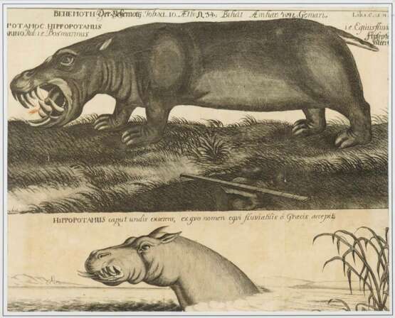 AUBRY, Johann Philipp (*ca. 1660). "Der Behemoth - Hippopotamus". - фото 1