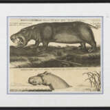 AUBRY, Johann Philipp (*ca. 1660). "Der Behemoth - Hippopotamus". - photo 2